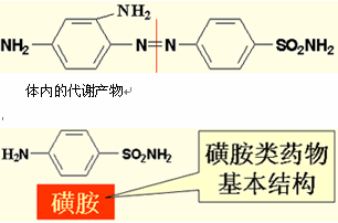 磺胺类药物的作用机制