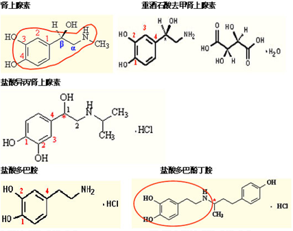 一 非儿茶酚类拟肾上腺素