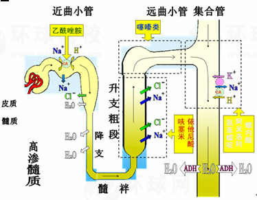 二,利尿药的分类