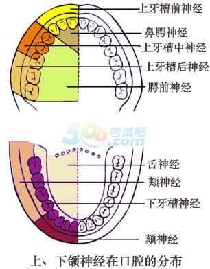 2014口腔执业医师考试复习要点:上下颌神经分布