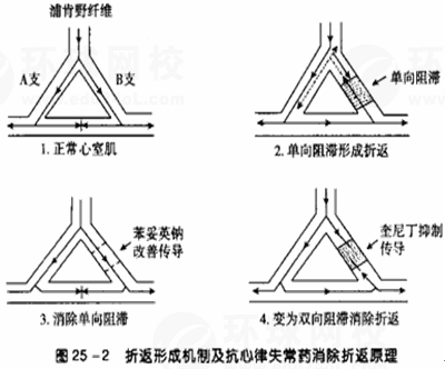 折返激动:是指一次冲动下传后,又可沿着另一环行通路折回,再次兴奋原