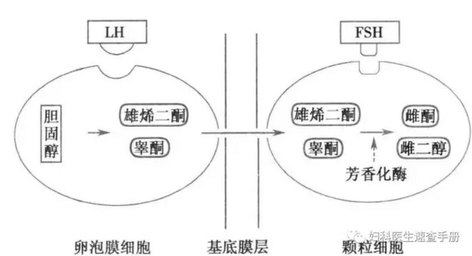 3-5 雌激素合成的两细胞-两促性腺激素学说示意图3.